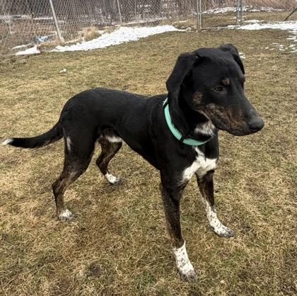 Lance, a ADOPTABLE mixed breed in Potsdam, NY image 4/4