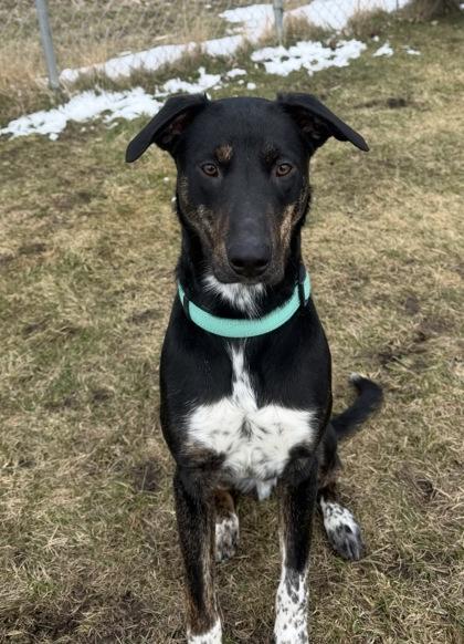 Lance, ADOPTABLE, Young Male Cattle Dog.