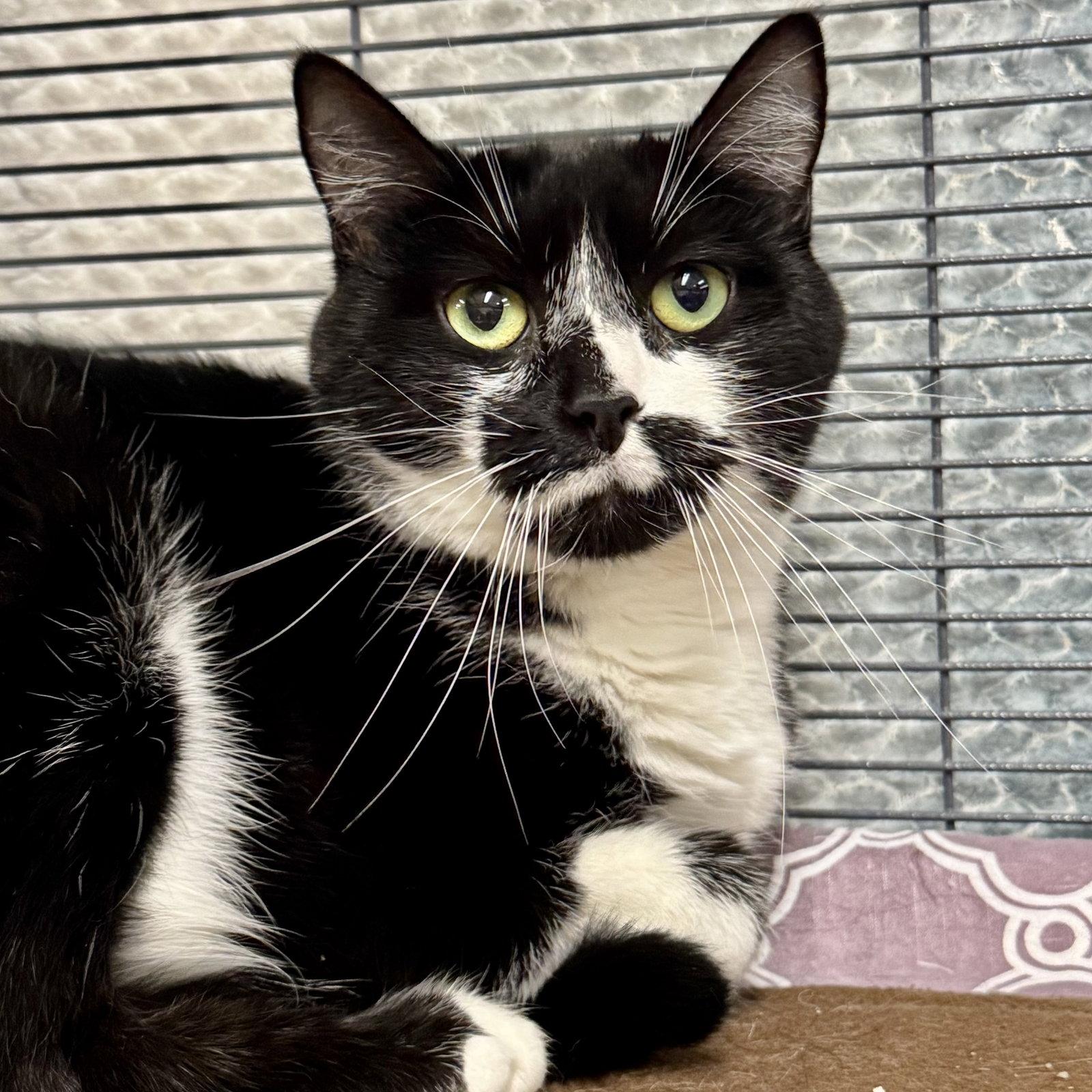 Oreo, Adoptable, Adult Female Domestic Short Hair.