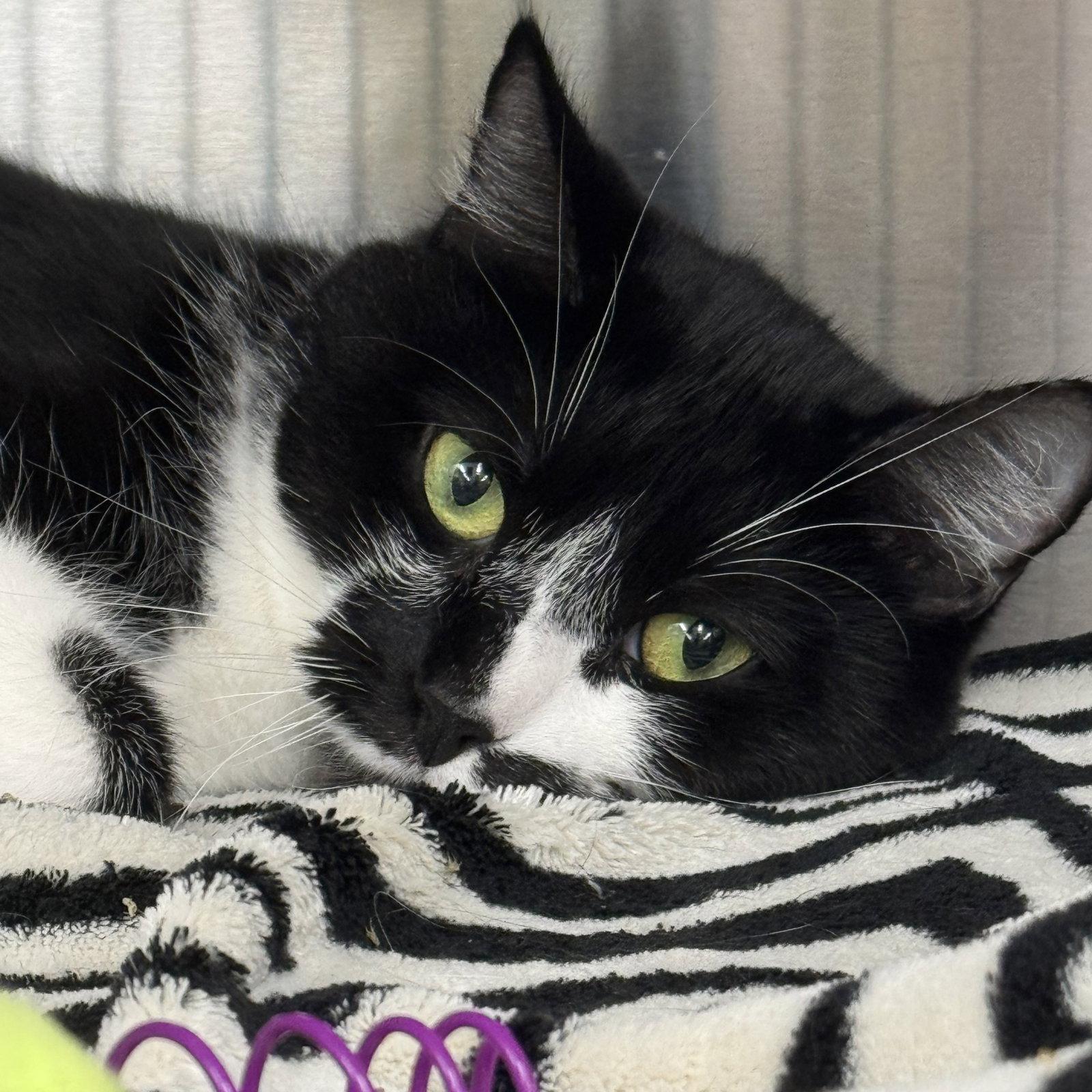 Enlarge Oreo, a Adoptable Domestic Short Hair in Winchendon, MA image 2/3