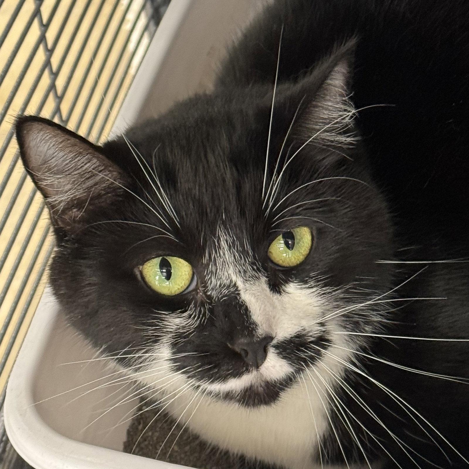 Oreo, Adoptable, Adult Female Domestic Short Hair.