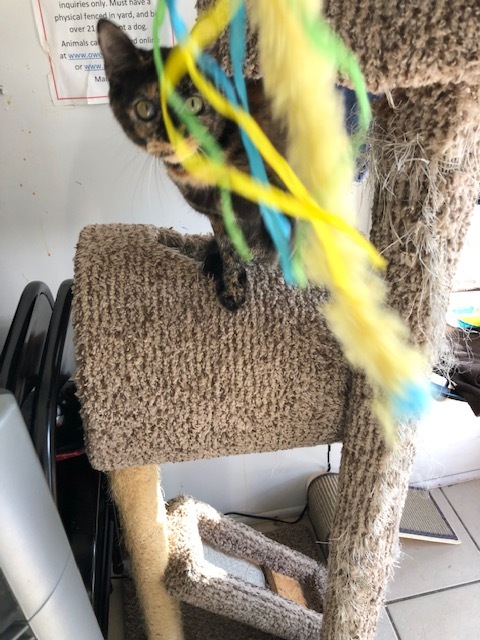 TANSY, Adoptable, Young Female Calico.