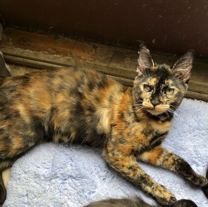 TANSY, a Adoptable Calico in Owensboro, KY image 2/5