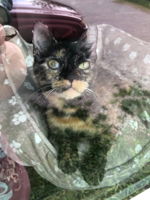 TANSY — thumbnail 3