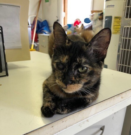 TANSY — thumbnail 4