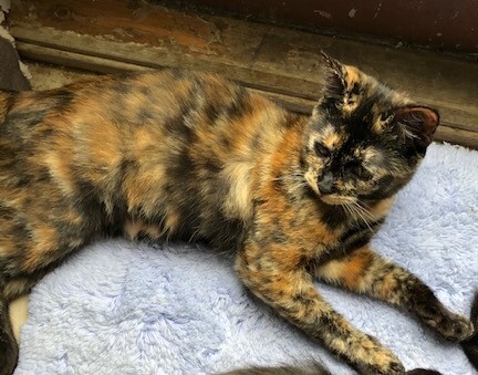 TANSY — thumbnail 5