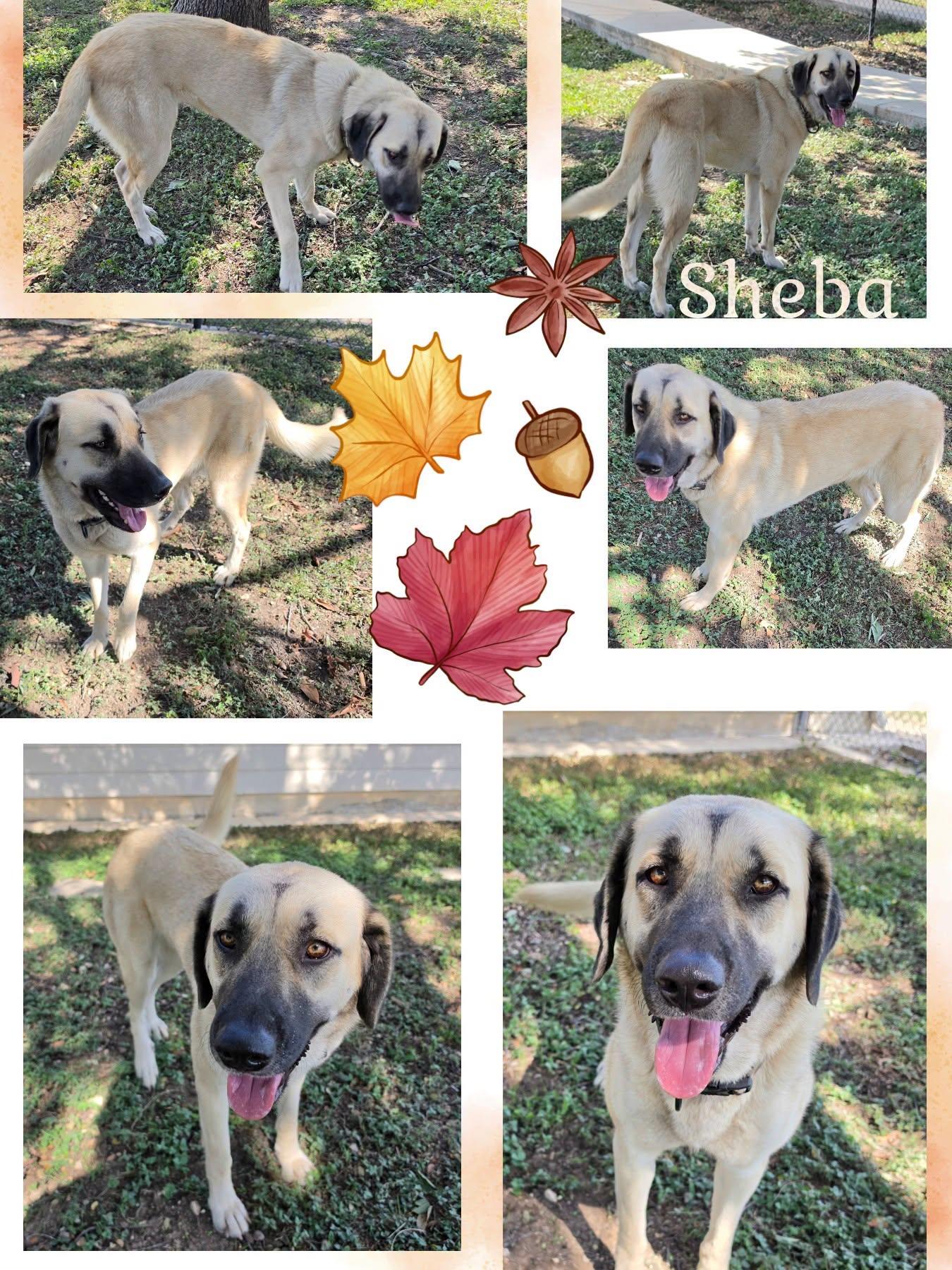 Enlarge Sheba, a Adoptable mixed breed in Universal City, TX image 1/1