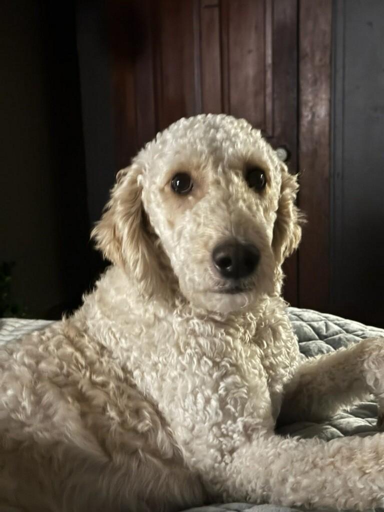 Enlarge Georgia, a ADOPTABLE Labradoodle in Colleyville, TX image 4/4