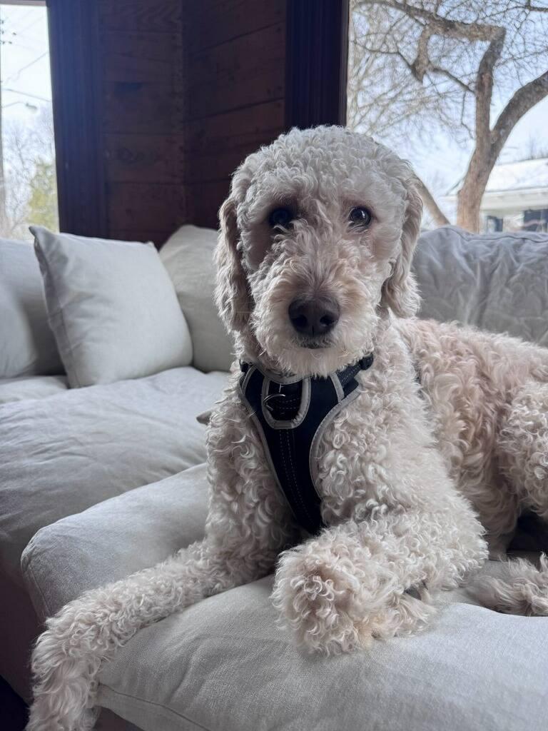 Enlarge Georgia, a ADOPTABLE Labradoodle in Colleyville, TX image 2/4