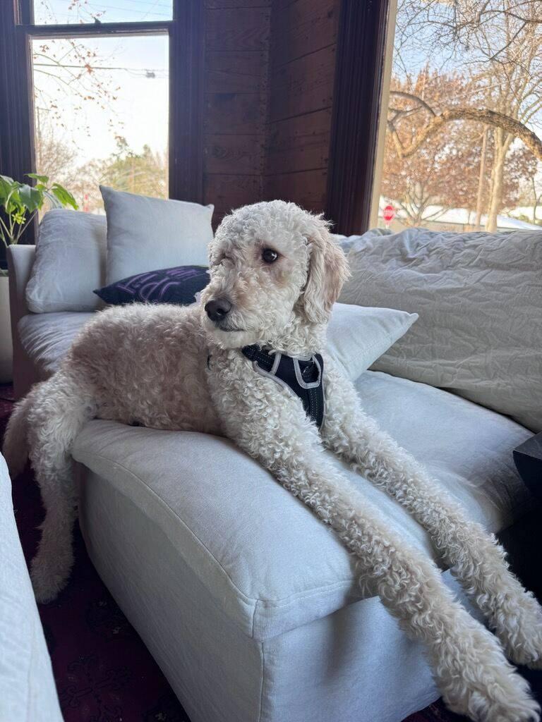 Enlarge Georgia, a ADOPTABLE Labradoodle in Colleyville, TX image 3/4