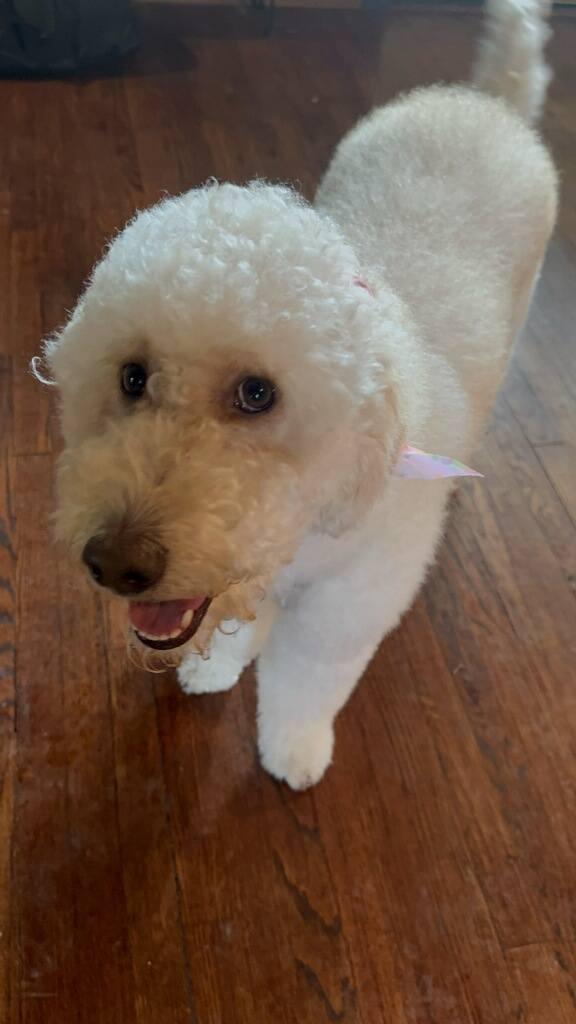 Georgia, ADOPTABLE, Adult Female Labradoodle.