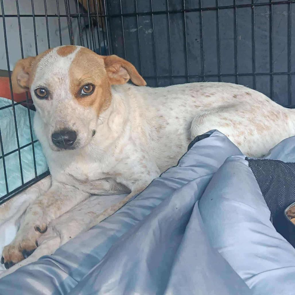 Mia, Adoptable, Adult Female Cattle Dog.
