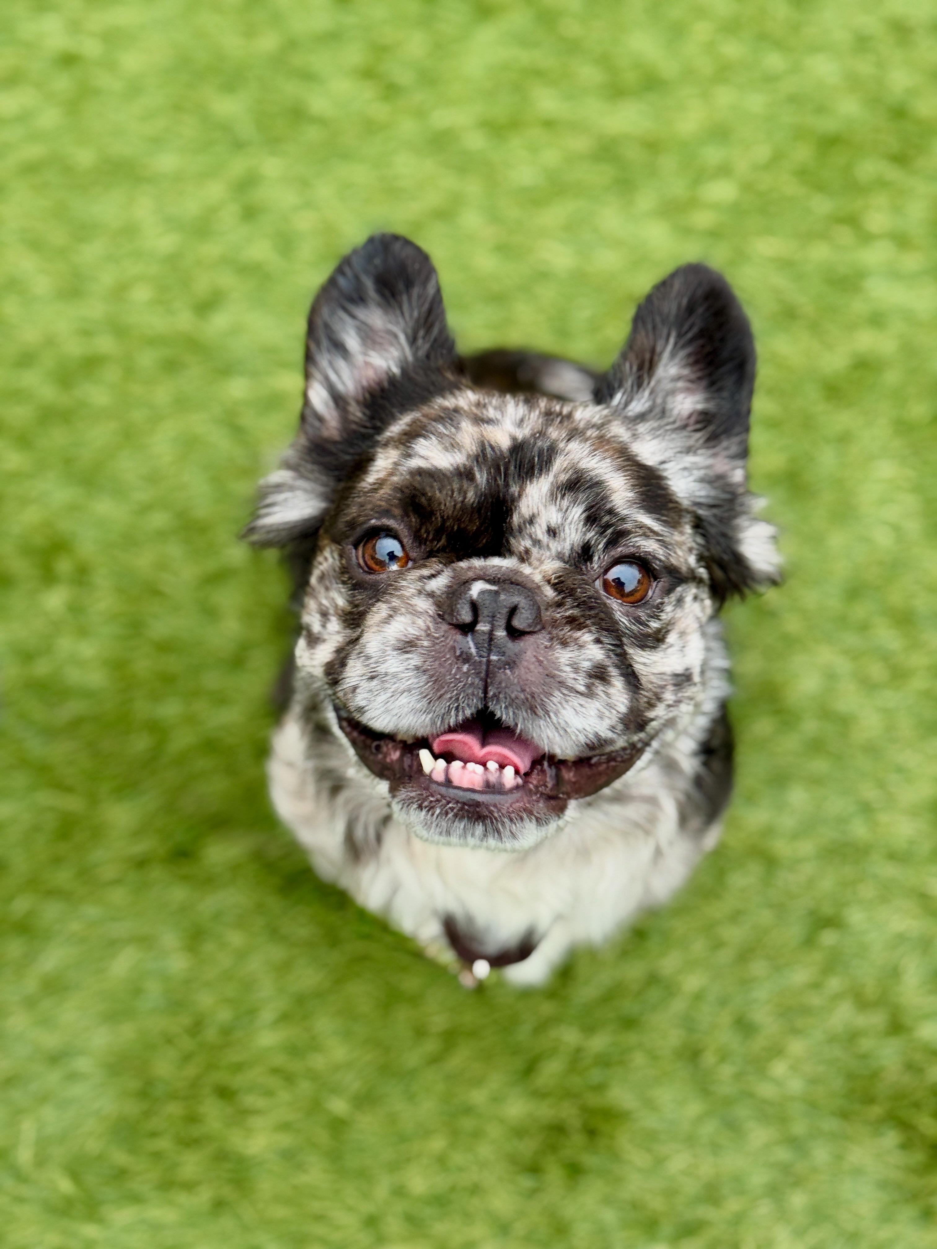 Enlarge Oreo, an adopted mixed breed in San Francisco, CA image 1/2