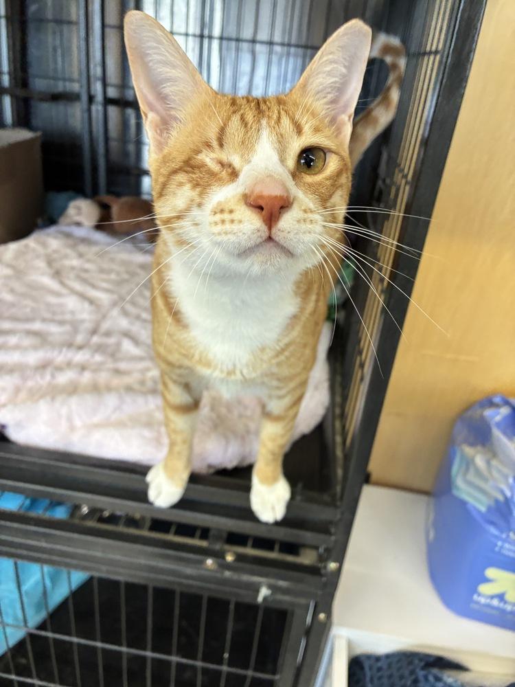 Enlarge Meme, a Adoptable Domestic Short Hair in Randolph, MA image 1/2