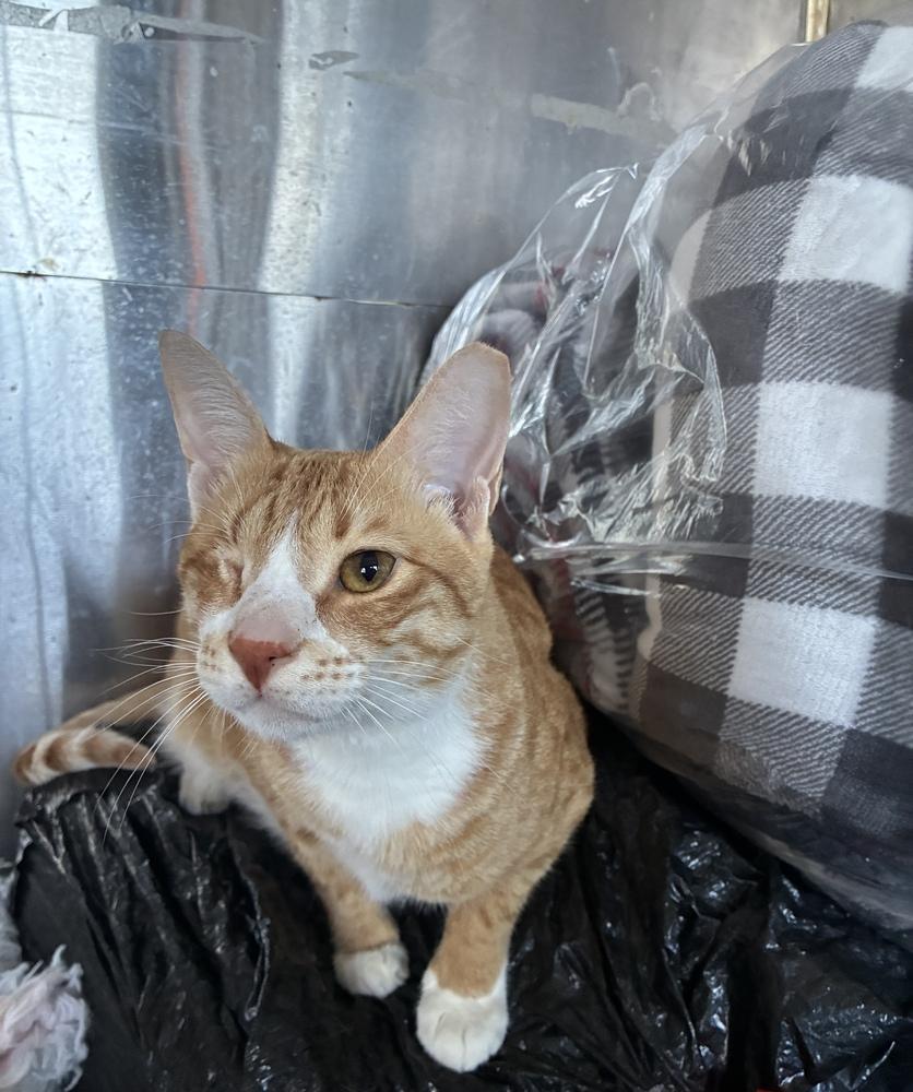 Enlarge Meme, a Adoptable Domestic Short Hair in Randolph, MA image 2/2
