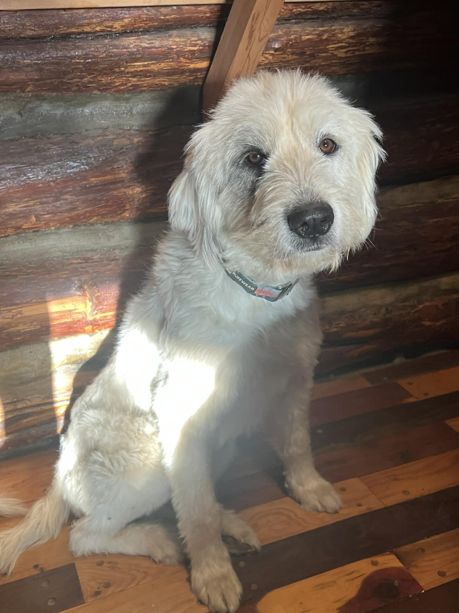 Enlarge Rhiannon *See Video*, a Adopted mixed breed in East Hartford, CT image 1/4