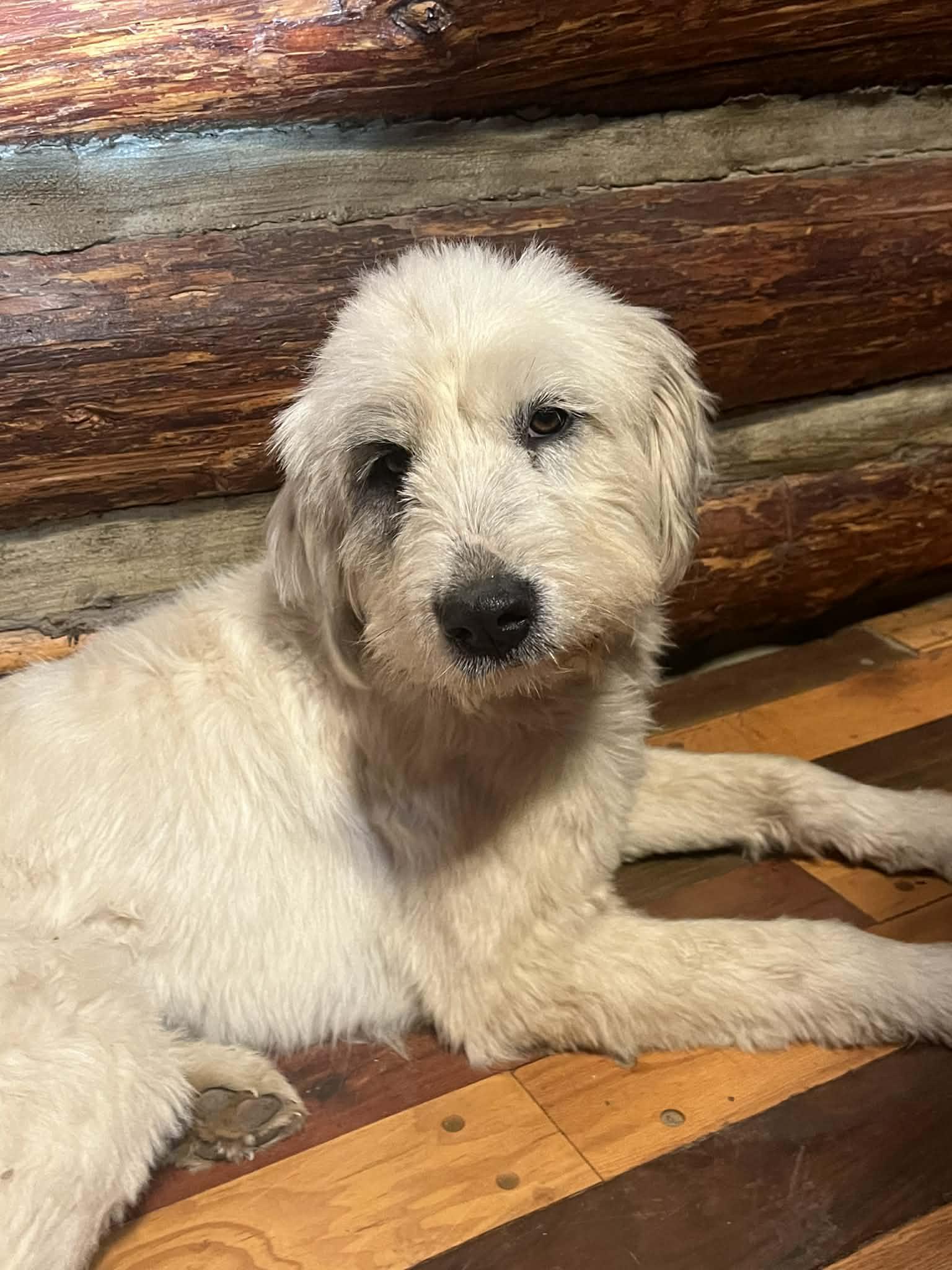 Enlarge Rhiannon *See Video*, a Adopted mixed breed in East Hartford, CT image 2/4