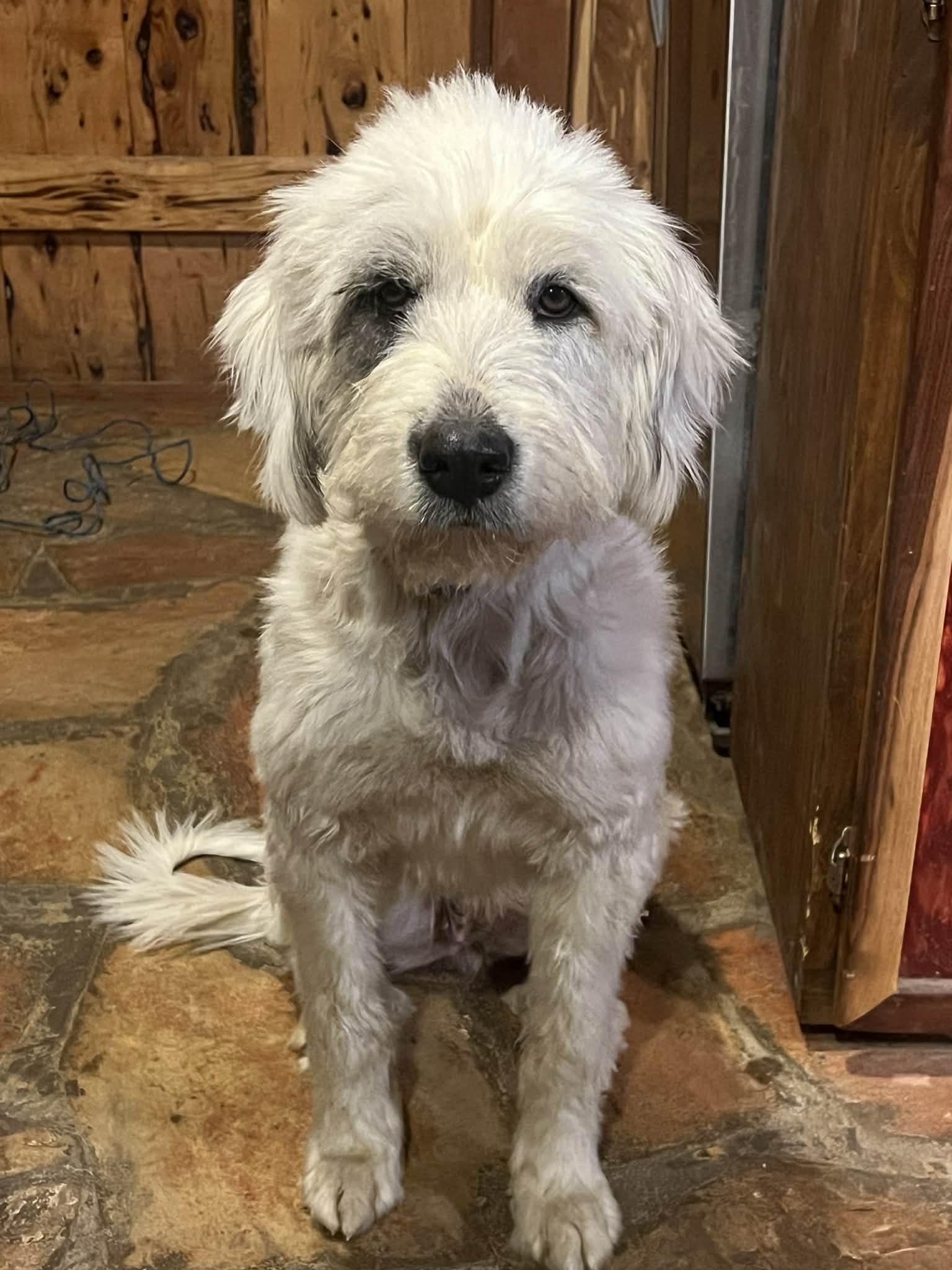 Enlarge Rhiannon *See Video*, a Adopted mixed breed in East Hartford, CT image 3/4