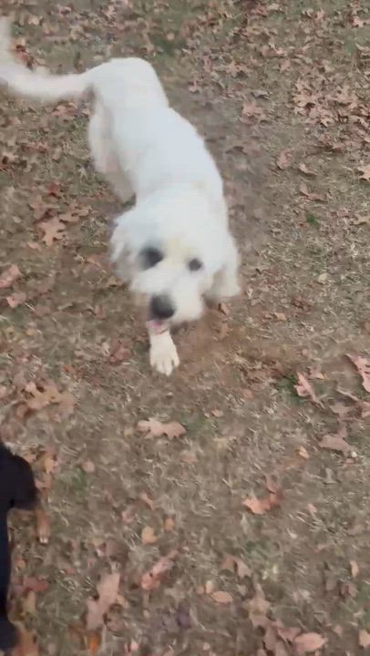 Enlarge Rhiannon *See Video*, a Adopted mixed breed in East Hartford, CT video 4/4