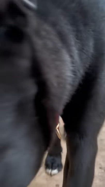 Enlarge Leo, a Adoptable mixed breed in Dallas, TX video 5/5