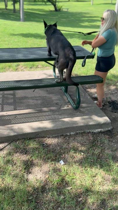 Enlarge Leo, a Adoptable mixed breed in Dallas, TX video 3/5