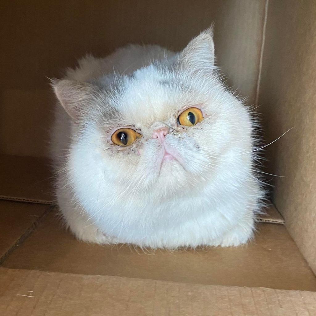 Rocky Balboa — thumbnail 2