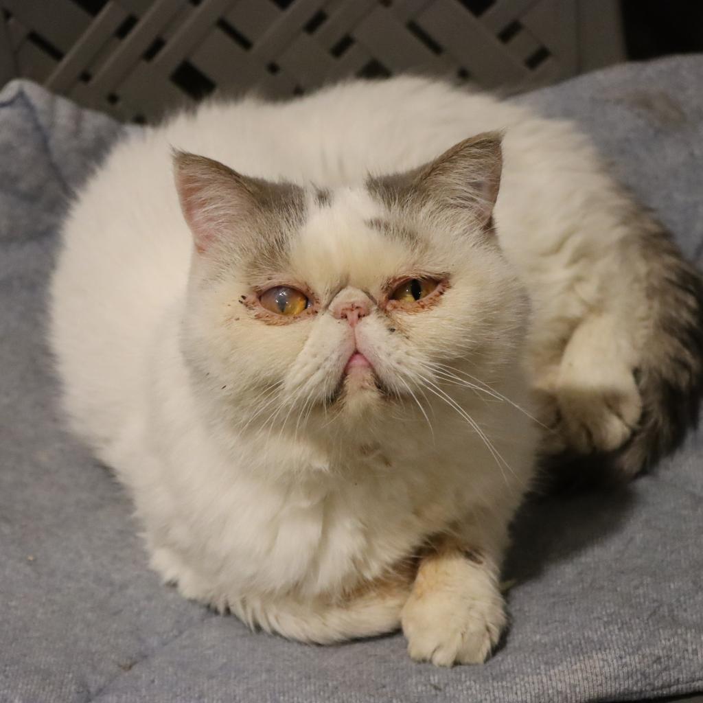 Rocky Balboa — thumbnail 3