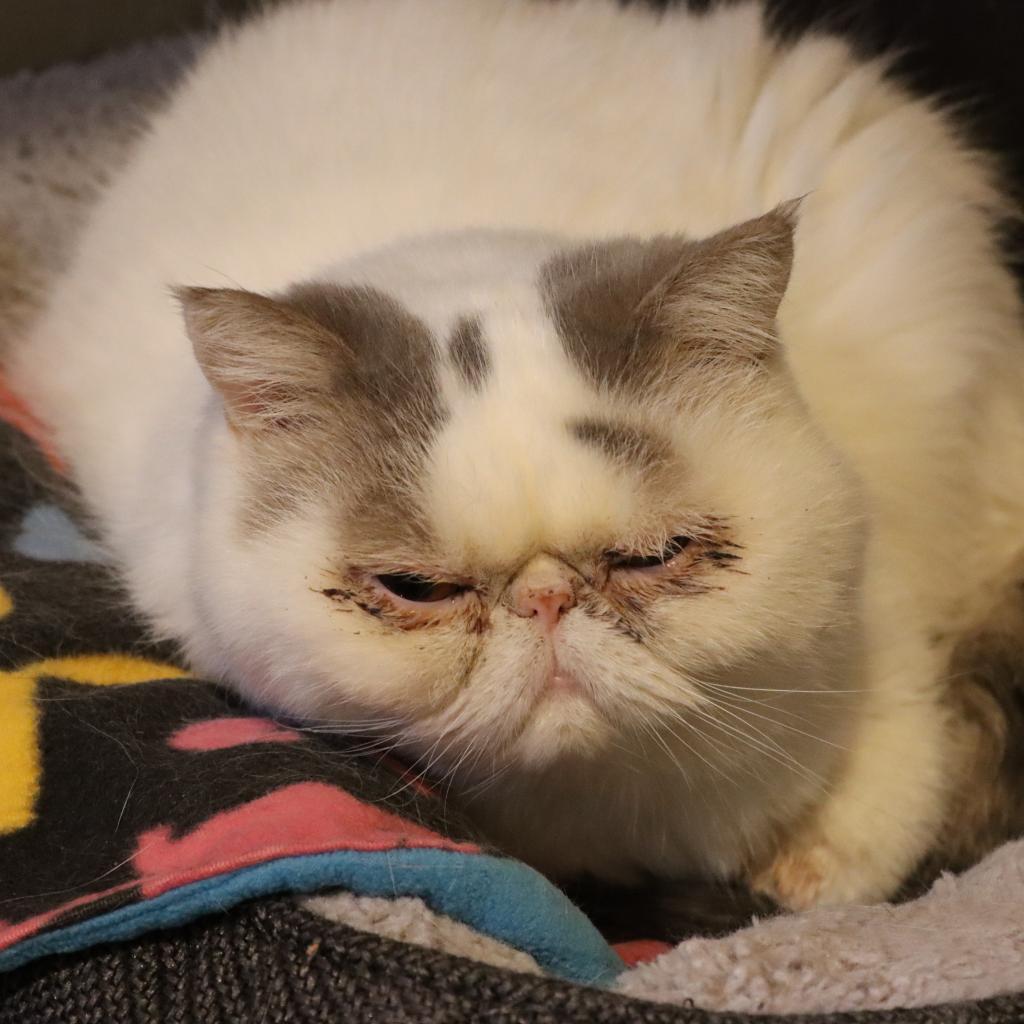 Rocky Balboa — thumbnail 4