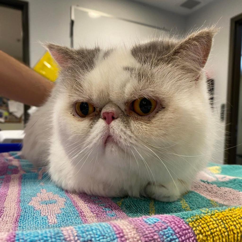 Rocky Balboa — thumbnail 5