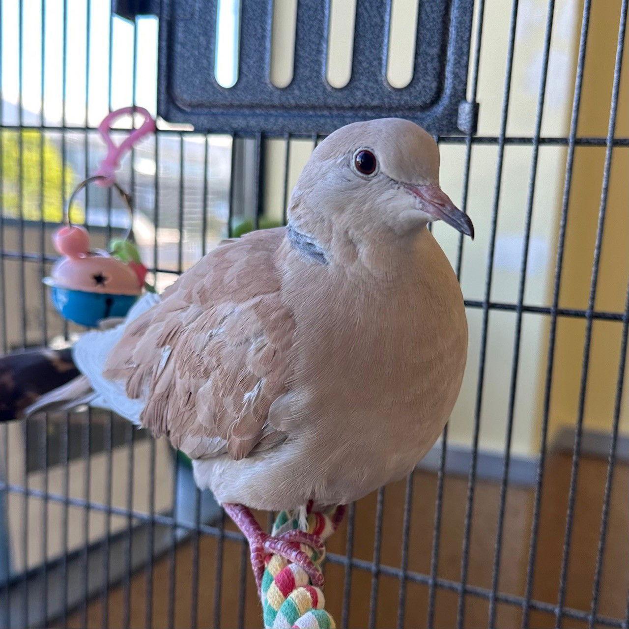 Whisper & Poppy, Adopted, Adult Male Dove.