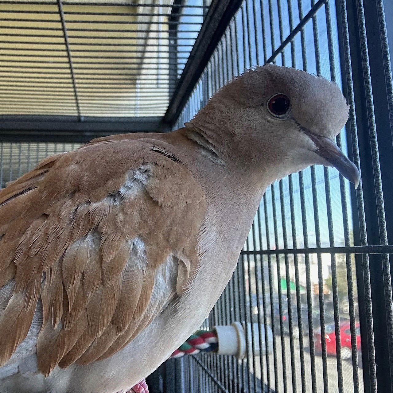 Enlarge Whisper & Poppy, a Adopted Dove in Burlingame, CA image 2/3