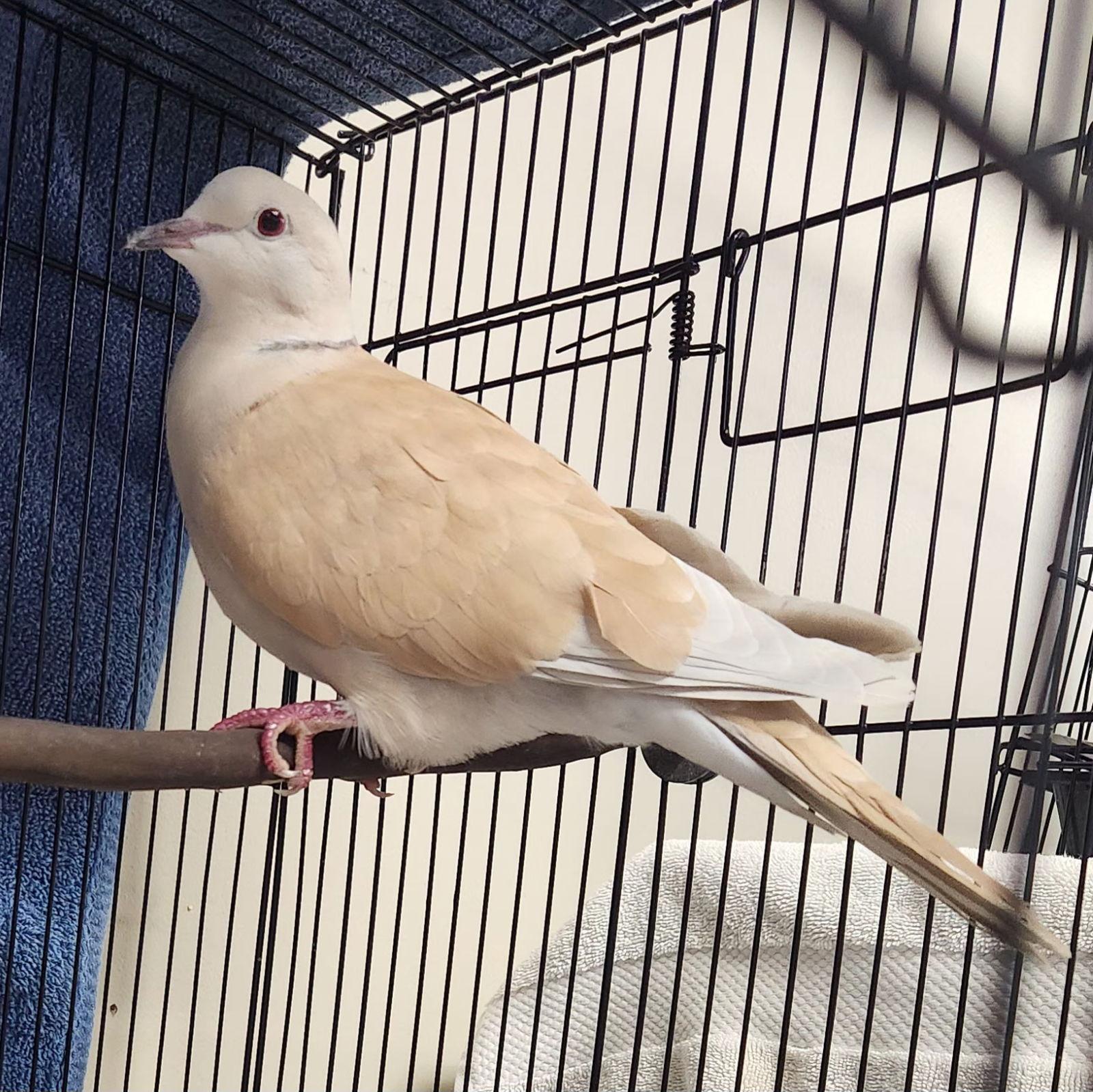 Enlarge Whisper & Poppy, a Adopted Dove in Burlingame, CA image 3/3