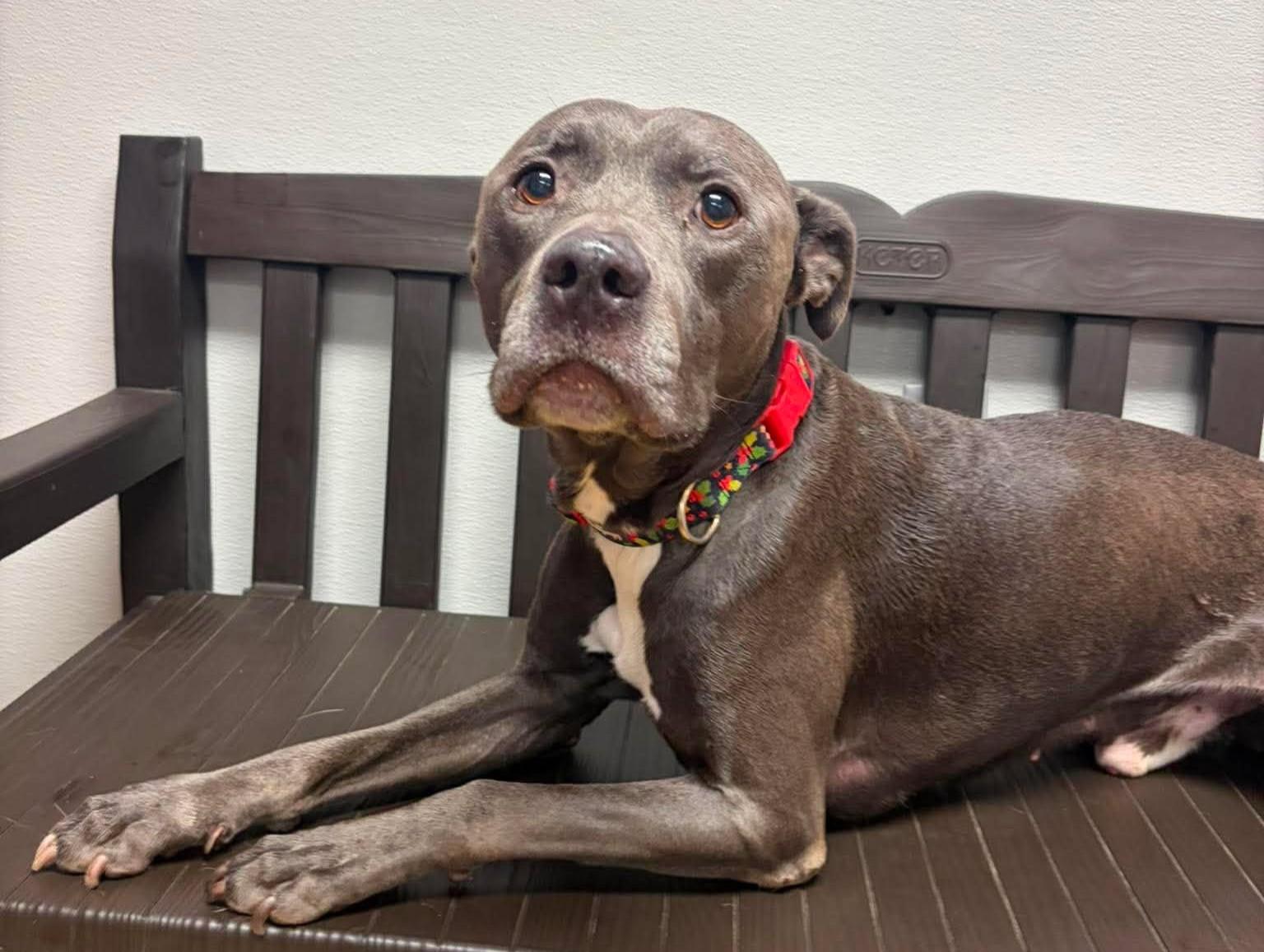 Enlarge Hennessy, a Adoptable mixed breed in Maryville, MO image 2/5