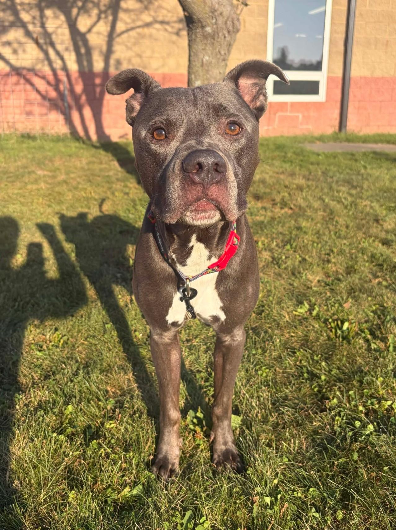 Enlarge Hennessy, a Adoptable mixed breed in Maryville, MO image 4/5