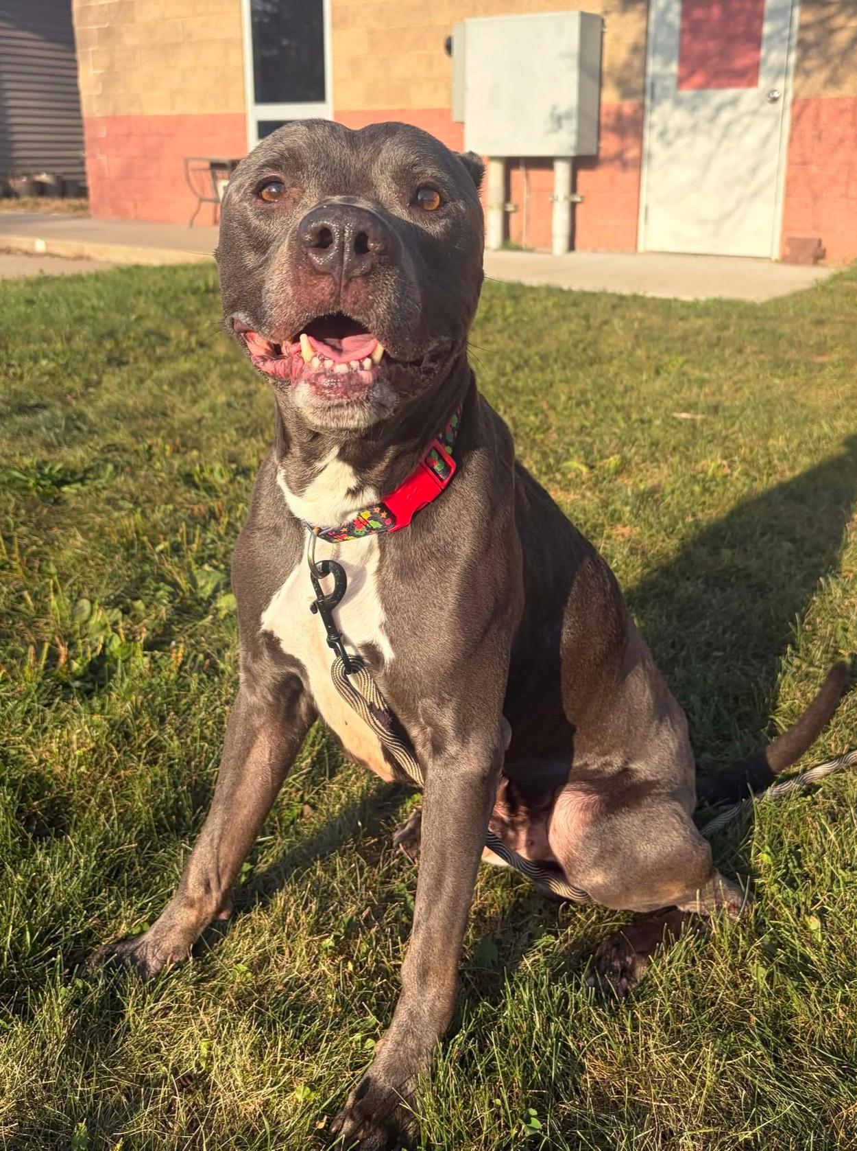 Enlarge Hennessy, a Adoptable mixed breed in Maryville, MO image 5/5