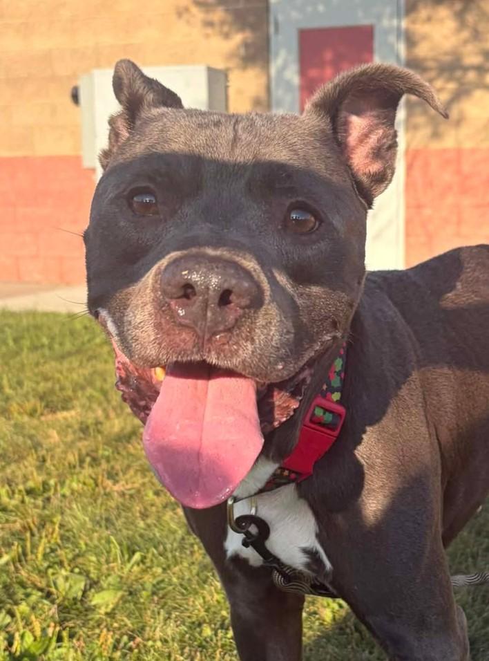 Enlarge Hennessy, a Adoptable mixed breed in Maryville, MO image 1/5