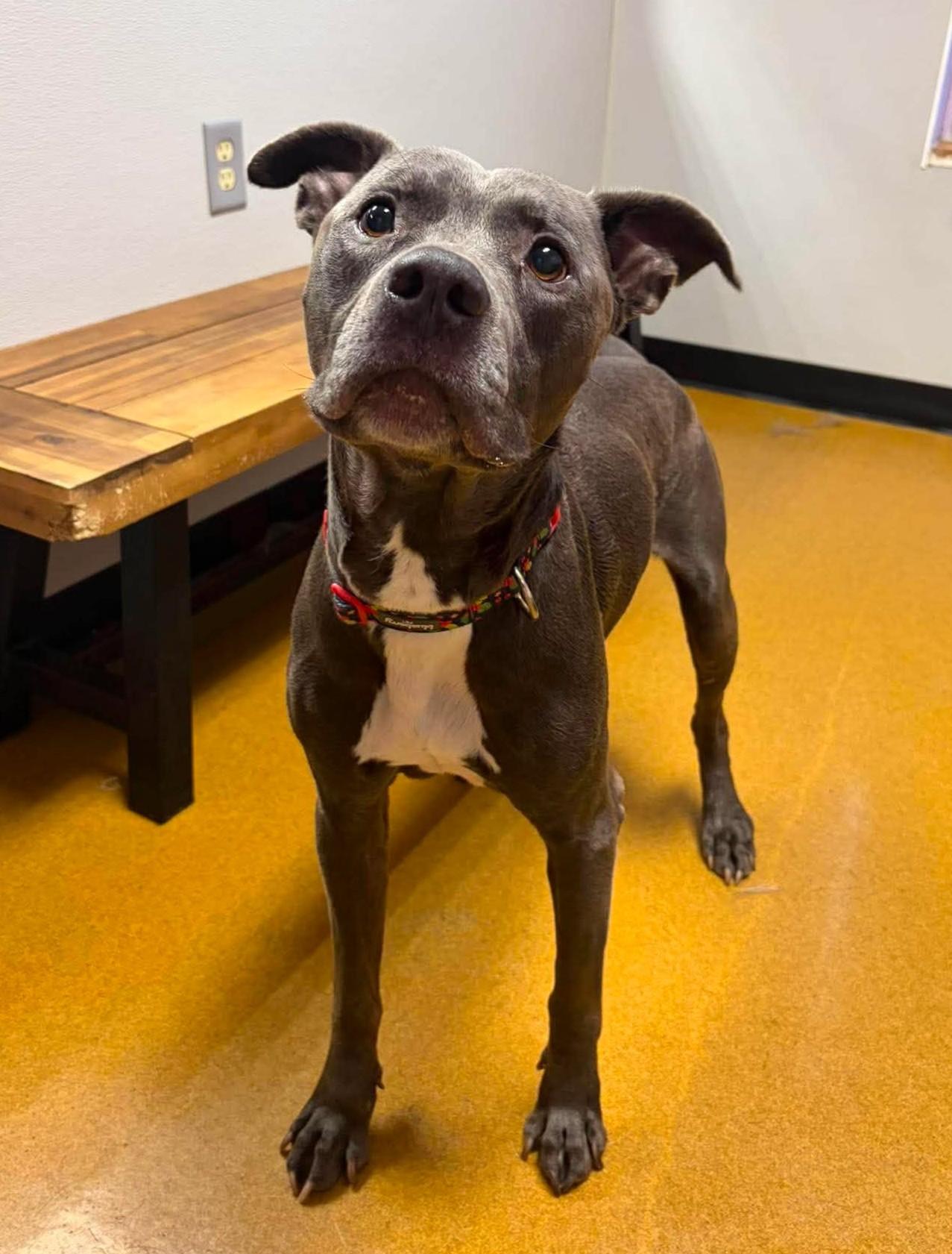 Enlarge Hennessy, a Adoptable mixed breed in Maryville, MO image 3/5