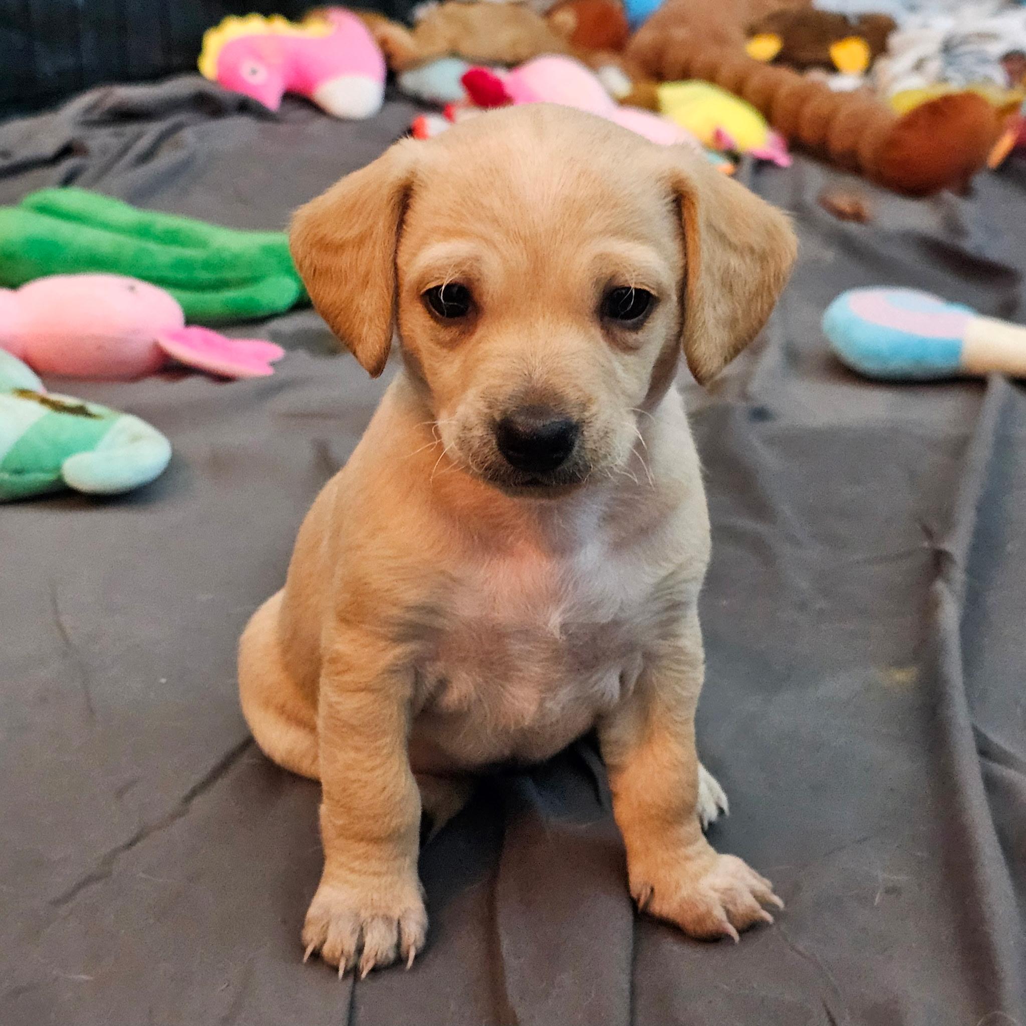 Enlarge Rainbow, a Adoptable mixed breed in Sun Valley, CA image 5/5
