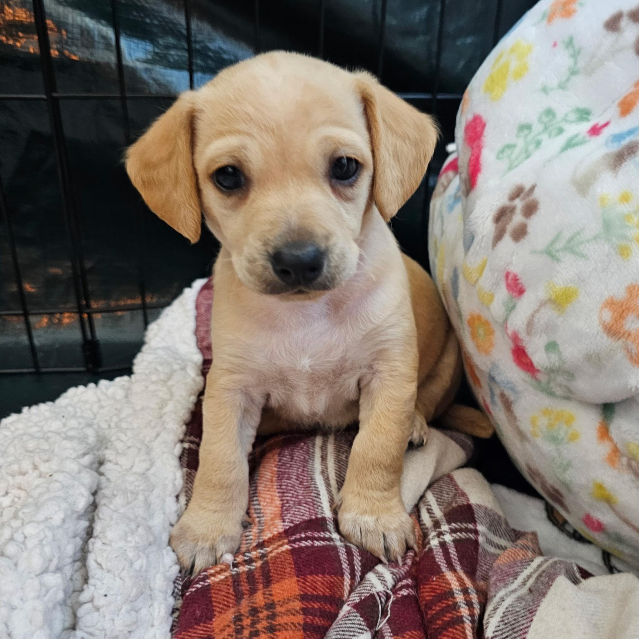 Rainbow, Adoptable, Puppy Female Chihuahua & Terrier.