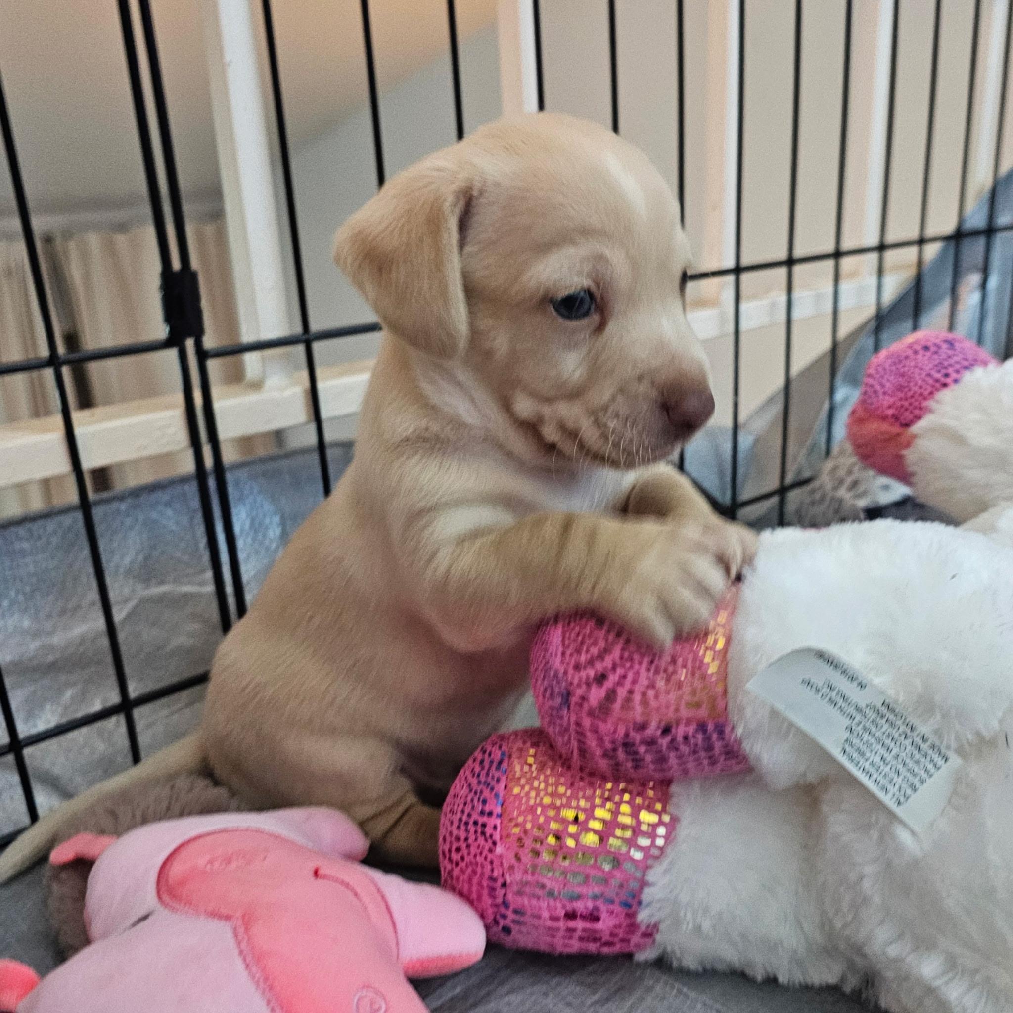 Enlarge Rainbow, a Adoptable mixed breed in Sun Valley, CA image 3/5