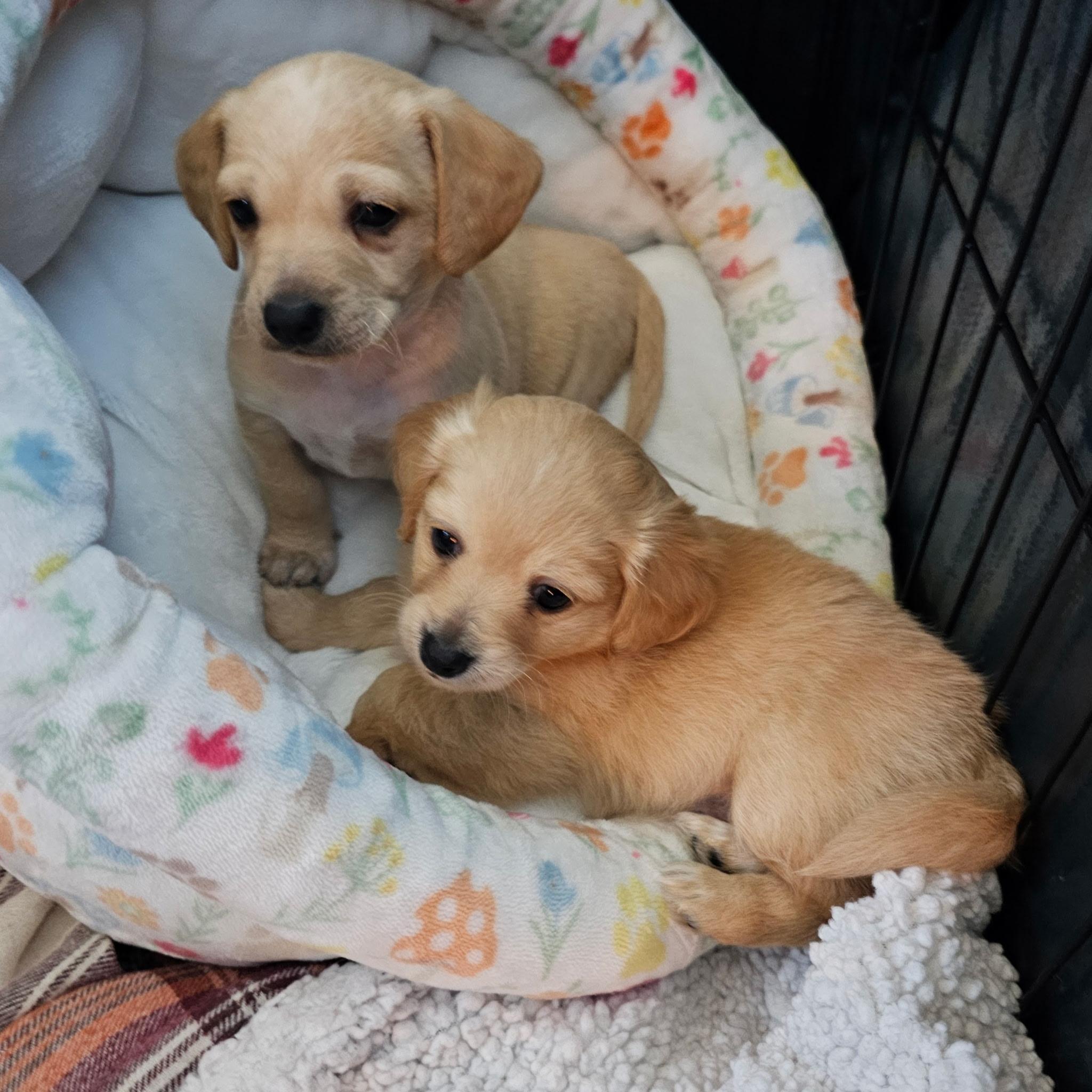 Enlarge Rainbow, a Adoptable mixed breed in Sun Valley, CA image 2/5
