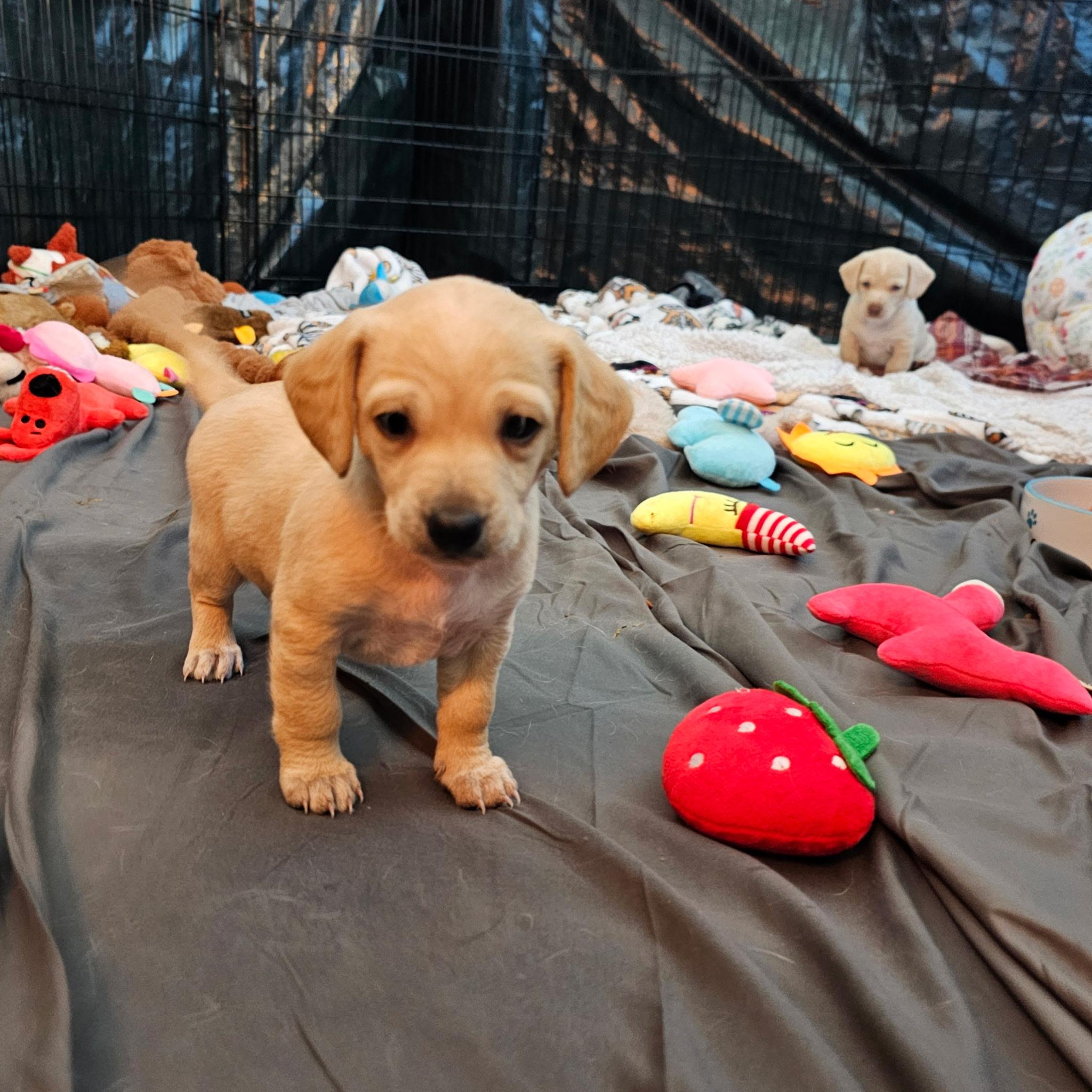 Enlarge Rainbow, a Adoptable mixed breed in Sun Valley, CA image 4/5
