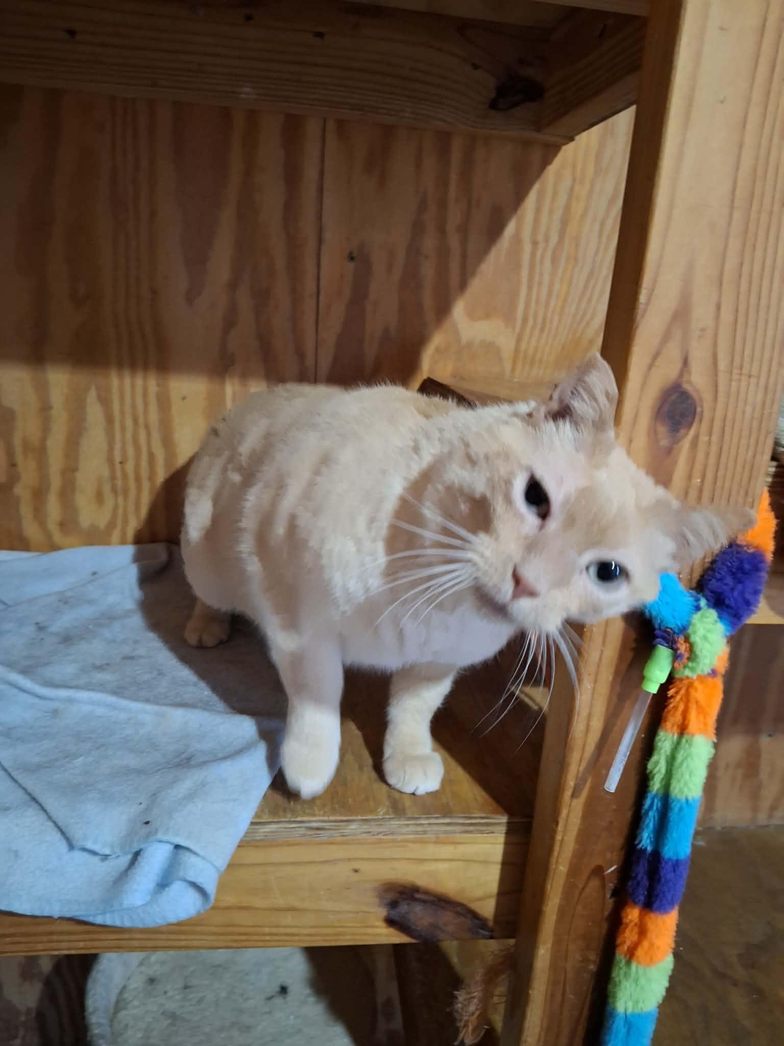 Enlarge Bob, an adoption pending mixed breed in Monterey, VA image 4/6