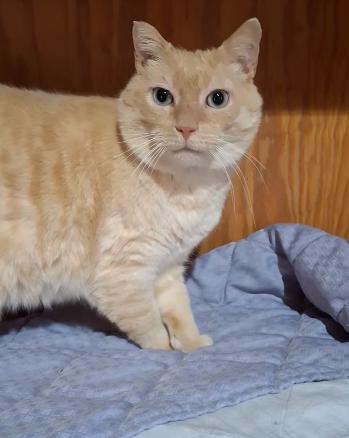 Bob, ADOPTABLE, Adult Male Siamese.