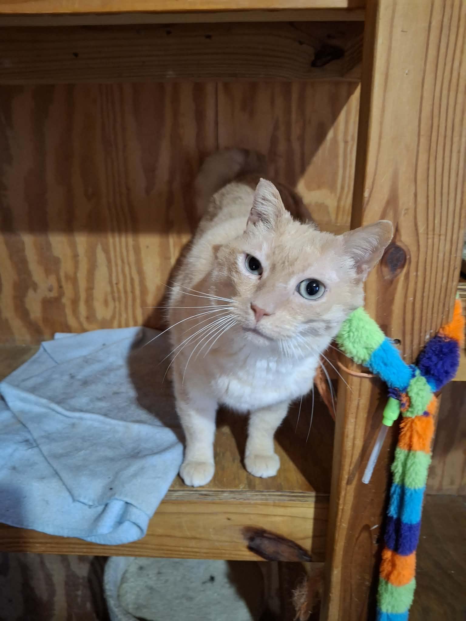 Enlarge Bob, an adoption pending mixed breed in Monterey, VA image 2/6