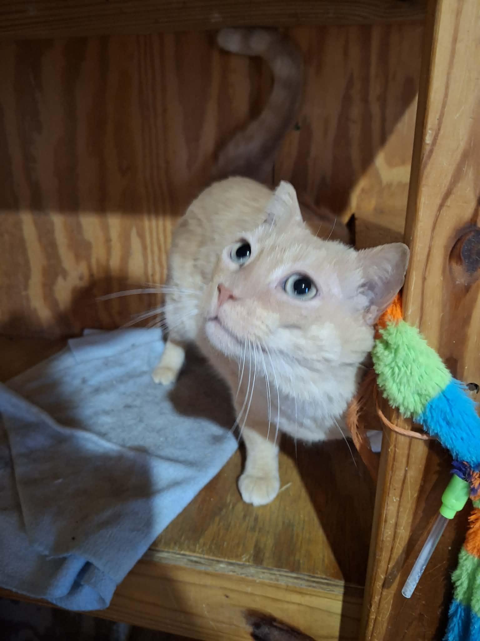 Enlarge Bob, an adoption pending mixed breed in Monterey, VA image 5/6