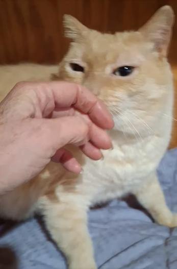 Enlarge Bob, an adoption pending mixed breed in Monterey, VA image 3/6