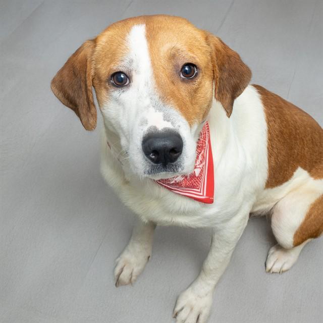 Enlarge STAN, a Adoptable mixed breed in Saint Louis, MO image 1/1