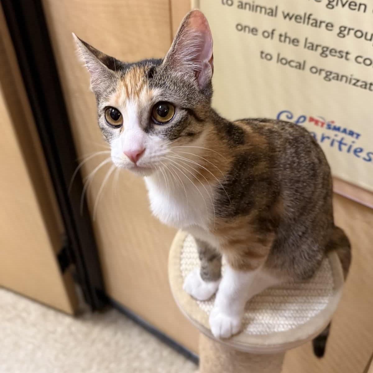 Lavigne (bonded to Avril), ADOPTABLE, Kitten Female Domestic Short Hair.