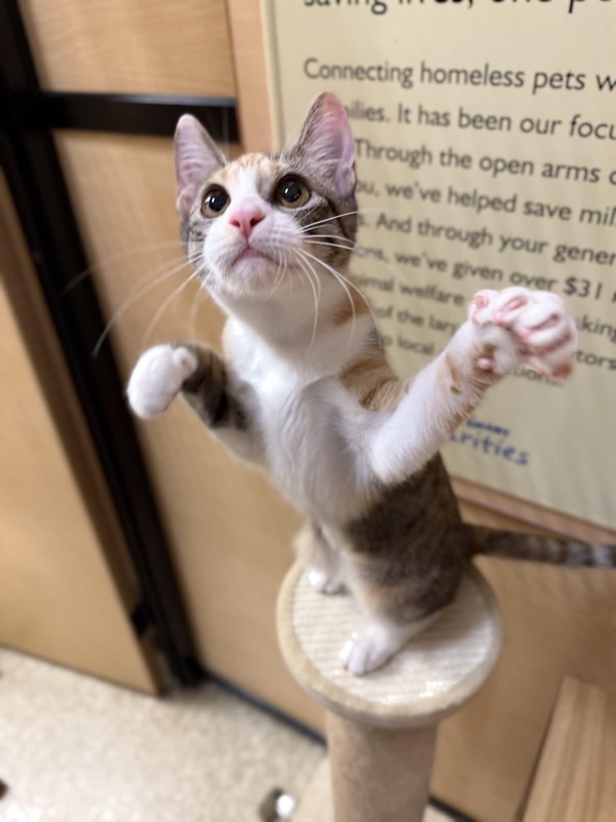 Lavigne (bonded to Avril), a ADOPTABLE Domestic Short Hair in Austin, TX image 4/6